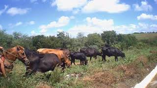 moto vlog trocando o gado de fazenda ou som de pisadinha do vaqueiro