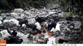 Mountain Tapir (Tapirus pinchaque) with baby near Banos, Ecuador (longer version)