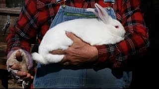 Raising Rabbits: Tough Decisions.