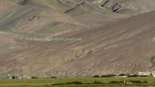 Tibetan Wolfs Family