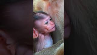 Ep386. Adorable Monkey Has the Cutest Reaction to Meeting a New Friend