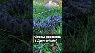 VÍBORA HOCICUDA  en Madrid. Vipera latastei #viper