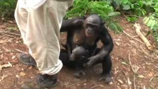 Des bonobos à Science et Vie Junior - Episode 4