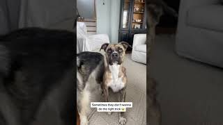 Omg you will love these two adorable dogs