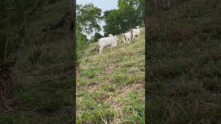 @ do Boi acima de 300 Reais em SP contrato futuro,16 de outubro #vidanaroça #fazenda #agropecuaria