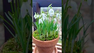 Snowdrops