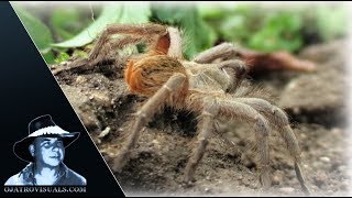 Rose Tarantula Alert 02 Footage