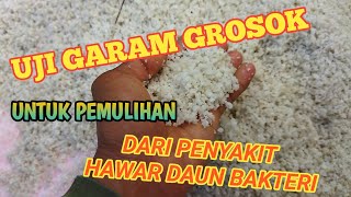 CARA MENANGGULANGI PENYAKIT HAWAR DAUN BAKTERI (bagian 2)