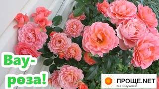 Роза плетистая Дрим Уивер - превосходно!🌹Одна из самых лучших! Особенности сорта, выбор места.