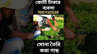 কোটি টাকার ব্যবসা। গাছে সোনা ফলছে। দেখুন কিভাবে তৈরি হচ্ছে গাঁদা ফুলের চারা।#viral #trending