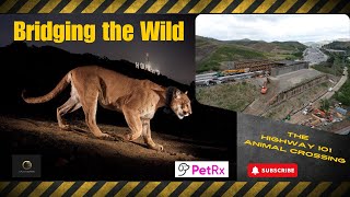 Bridging the Wild with Beth Pratt and the Highway 101 Animal Crossing  #animals #wildlife #highway