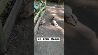 Dr TRES Ducks 🦆😎 #animals #birds #rap #shorts #cool l