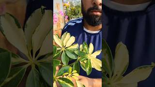 Schefflera Plant Repotting..#schefflera #shorts #shortsfeed #shortvideos #shortsyoutube