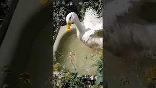 Rescued from Fox Attack-Crippled Duck Gets a Garden Tub-Happy Duck