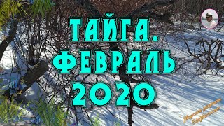 Тайга. Февраль 2020. Покорение снежной сопки