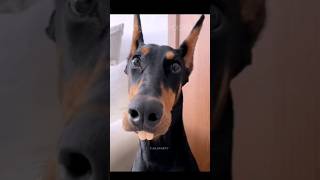 Funny Animals 2023 😂 - Funniest Cats and Dogs video 🐱 🐶 #shorts