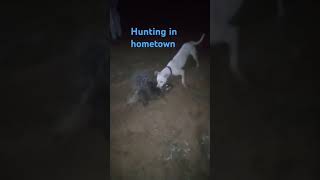 Hunting in hometown Pakistan Travel with Arslan