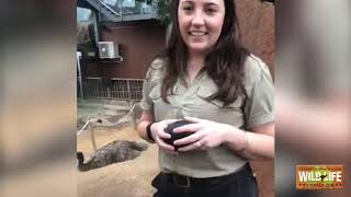 WILD LIFE Sydney Zoo live Emu feed and talk