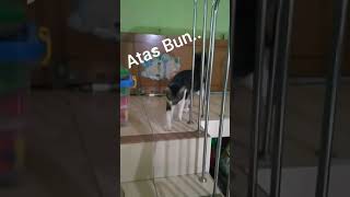 Adut Nangkap Burung #catlover #funnycat #kucinglucu #kucingngomel #talkingcat