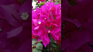 #flores #florescimento #primavera #fé #reflexão #jardim #amor #shorts #videoviral #videoshort