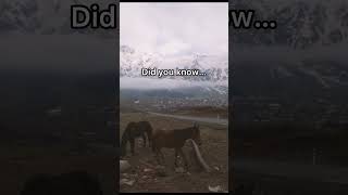 Wait ..what?! 😳.  #horses #mountains #cloudy #facts