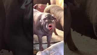 Pig must funny videos #ytviral #pig #piggy #petslover #pets #petvideos #funny #funnyanimal #animals