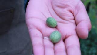 Collecting Cucamelons from my Garden | CulinaryGardens