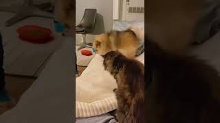 Cat vs dog #funnyvideo #usacats #catfunny #funny #catsusa #funnycatvideos #pets #usa #catvideos