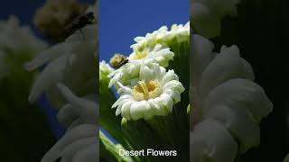 Desert Flowers