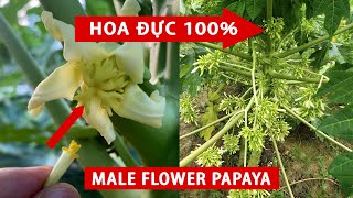 Phương pháp để giống đu đủ để đực tỉ lệ cây đực rất cao