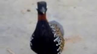 kala teeter voice Black Francolin (kala Teetar ) Amazing Voice