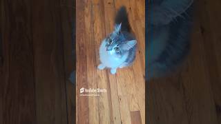 Cute makes me angry #catdealers #cute #pets #catvideos #catlover #catshortvideo #catvlogs