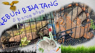 KONDANGAN SERASA PIKNIK ADA KEBUN BINATANG ALA RUMAHAN