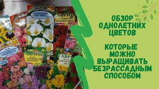 🌸🌸🌸Обзор  однолетних цветов которые можно выращивать  безрассадным способом