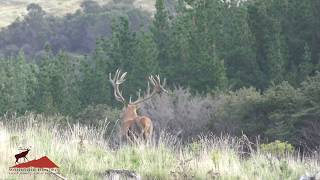 Silver Medal New Zealand Red Stag