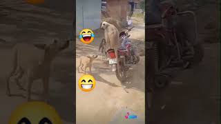 🤣🤣 Funny video