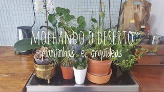 PLANTA | Diário da felicidade | 2 | molhando as plantas  🍃