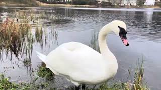 Ducky sounds when miss Angry #swan Mama arrives #crows do elegante moves #birds #norwaycountry