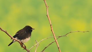 Relaxing Nature Video/ Indian Birds #shortvideo #birdsounds #relax