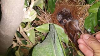 female nightingale feeding her chicks