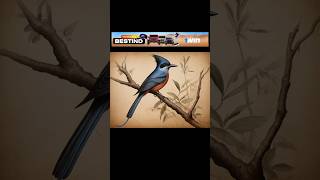 African Paradise Flycatcher VS 5000 BCE OLD African paradise flycatcher. #shorts #ytshorts