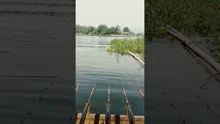 Membandul Ikan biar kumpul #shorts #mancing #bandulpengumpulikan