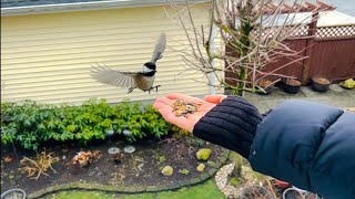 How to attract birds eating out of you hand? #birdfeeding #handfeedingbirds #handfeed