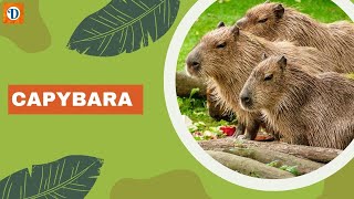 CAPYBARA