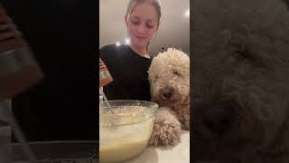 Making banana bread with Buddy #bannanabread #goldendoodledog #bread #dogeater ￼