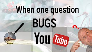 The most fascinating question ever posed on Youtube! (about insects)! Any altruistic Entomologists?