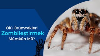 Ölü örümcekleri zombileştirmek mümkün mü?