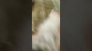 Dog Sounds Like Cat