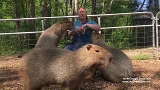 Wildlife Wonders at 1pm Capybaras