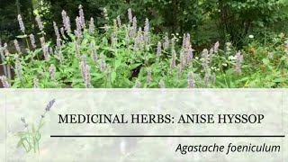 Anise Hyssop